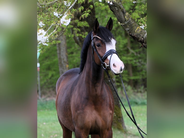 Duitse rijpony Merrie 4 Jaar 148 cm Bruin in Rehburg-Loccum Münchehagen