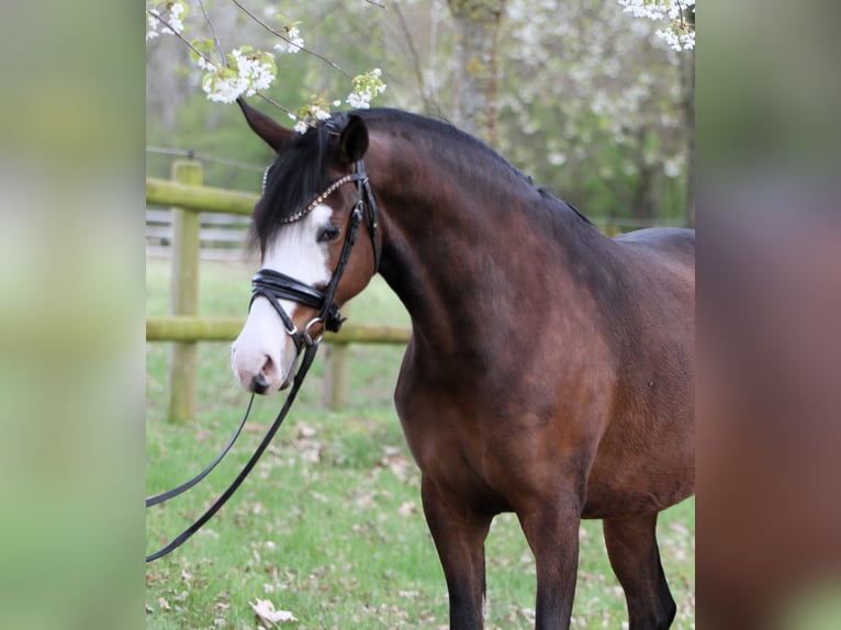 Duitse rijpony Merrie 4 Jaar 148 cm Bruin in Rehburg-Loccum Münchehagen
