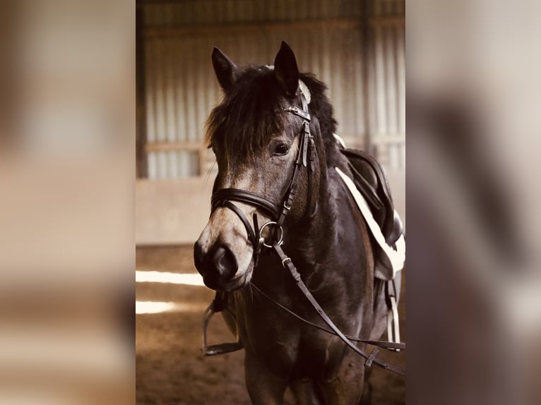 Duitse rijpony Merrie 4 Jaar 148 cm Buckskin in 61137