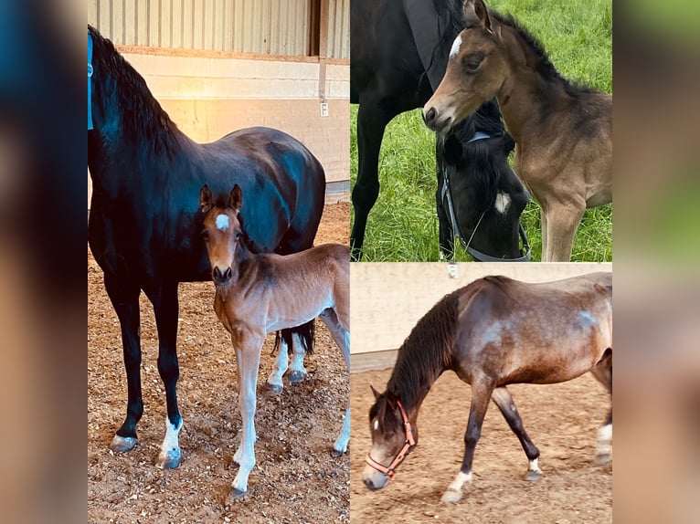 Duitse rijpony Merrie 4 Jaar 148 cm Buckskin in 61137