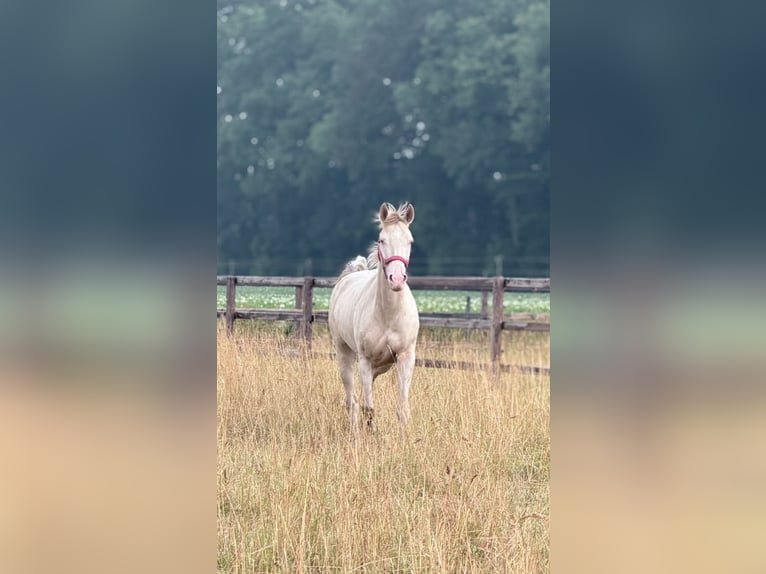 Duitse rijpony Merrie 4 Jaar 148 cm Champagne in Kirchlinteln