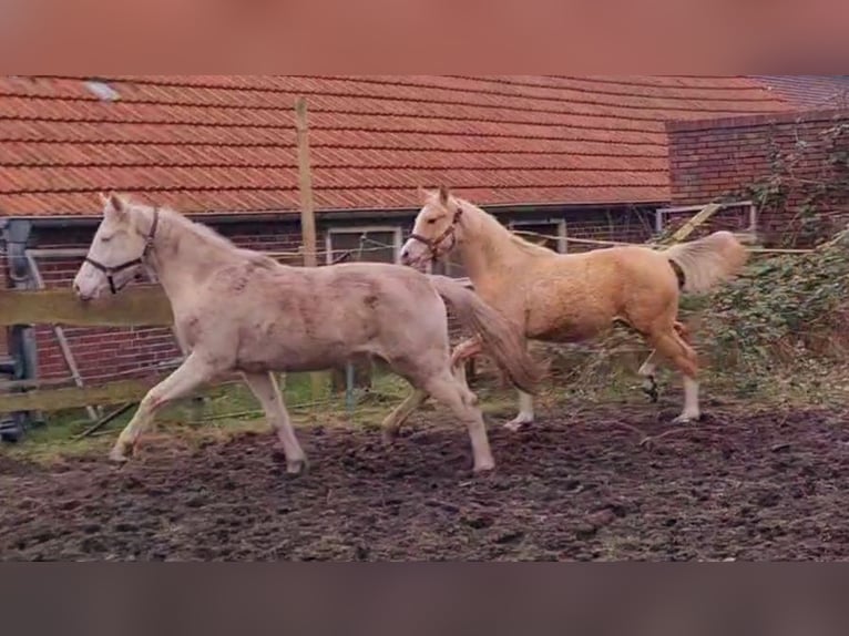 Duitse rijpony Merrie 4 Jaar 148 cm Cremello in Südbrookmerland Victorbur