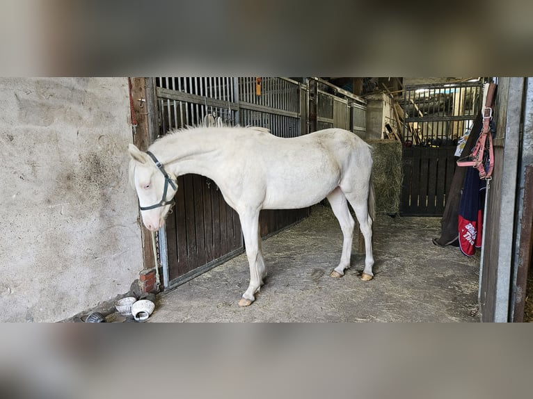 Duitse rijpony Merrie 4 Jaar 148 cm Cremello in Südbrookmerland Victorbur