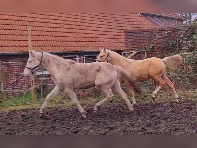 Duitse rijpony Merrie 4 Jaar 148 cm Cremello in Südbrookmerland Victorbur