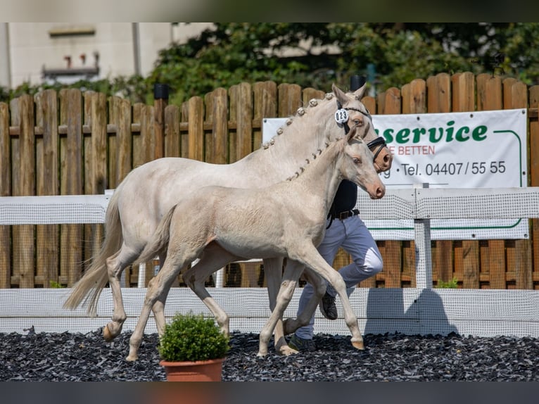 Duitse rijpony Merrie 4 Jaar 148 cm Cremello in Südbrookmerland Victorbur