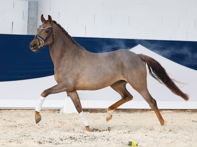 Duitse rijpony Merrie 4 Jaar 148 cm Donkere-vos in Marsberg