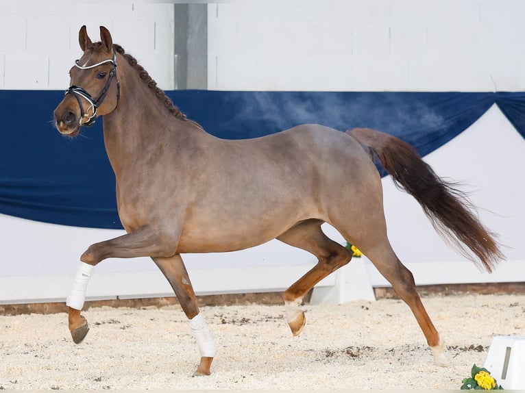 Duitse rijpony Merrie 4 Jaar 148 cm Donkere-vos in Marsberg