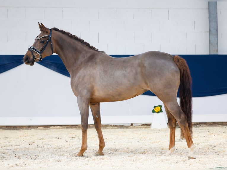 Duitse rijpony Merrie 4 Jaar 148 cm Donkere-vos in Marsberg