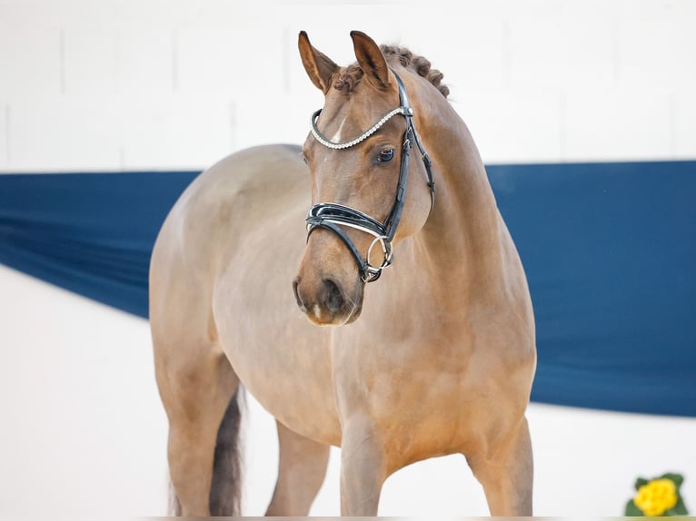 Duitse rijpony Merrie 4 Jaar 148 cm Donkere-vos in Marsberg