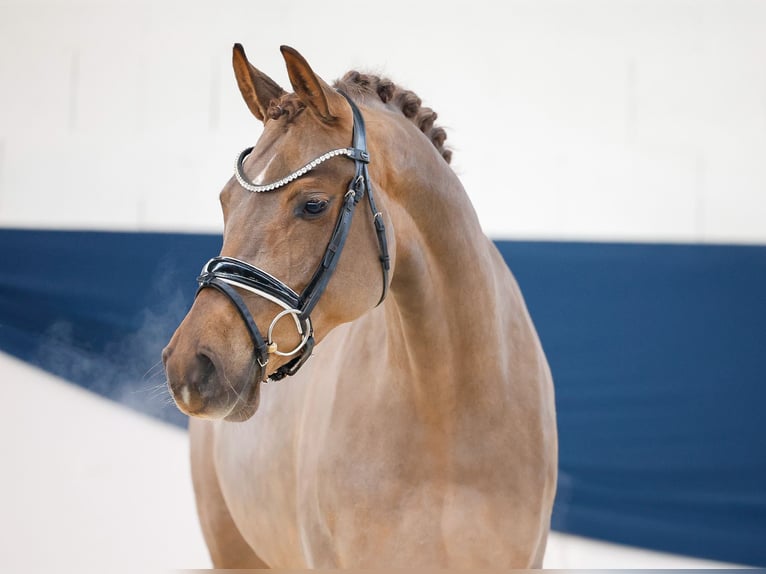 Duitse rijpony Merrie 4 Jaar 148 cm Donkere-vos in Marsberg