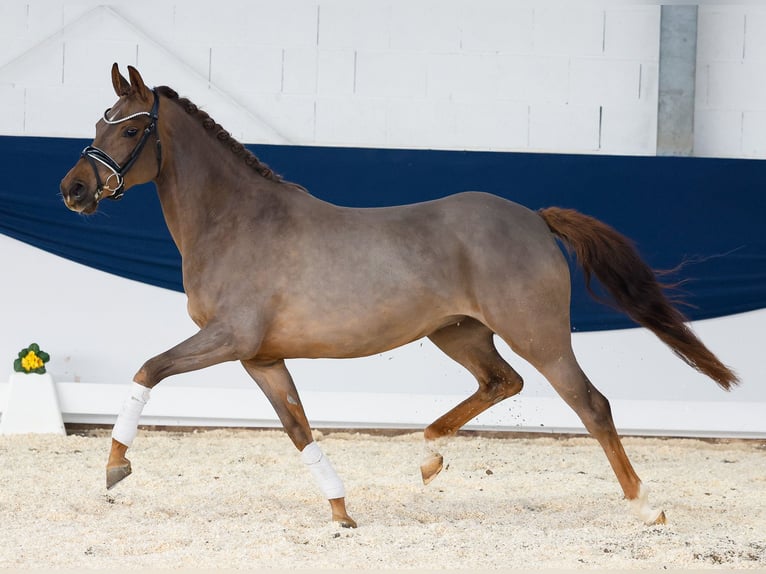 Duitse rijpony Merrie 4 Jaar 148 cm Donkere-vos in Marsberg