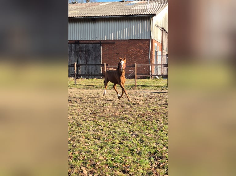 Duitse rijpony Merrie 4 Jaar 148 cm Donkere-vos in Vienenburg