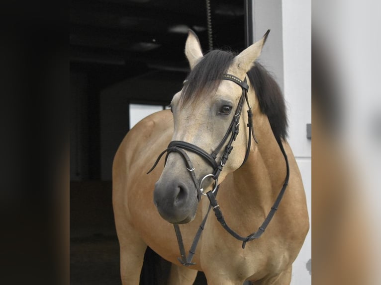 Duitse rijpony Merrie 4 Jaar 148 cm Falbe in Osburg