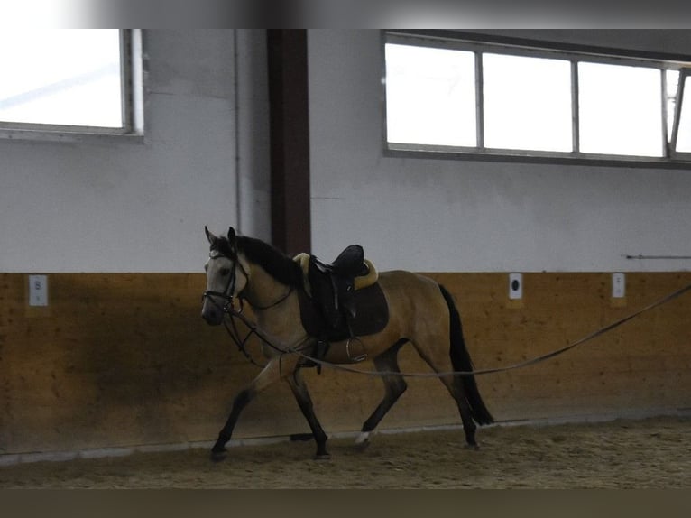 Duitse rijpony Merrie 4 Jaar 148 cm Falbe in Osburg