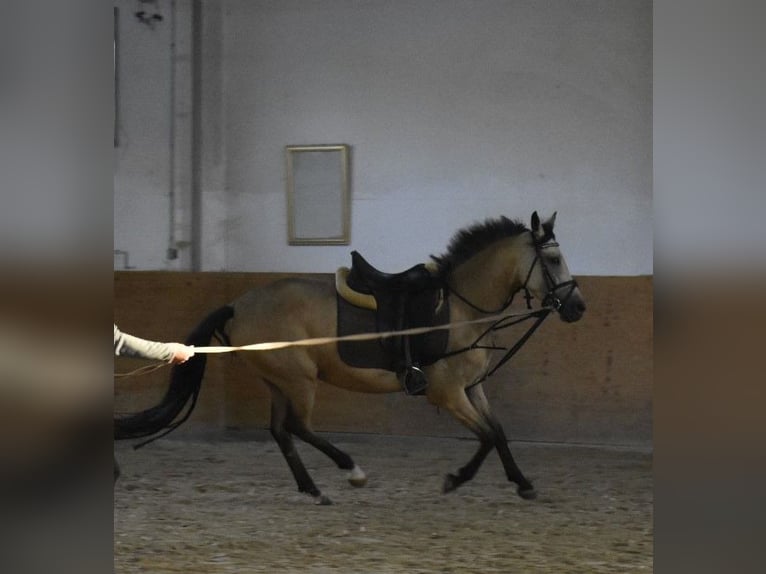 Duitse rijpony Merrie 4 Jaar 148 cm Falbe in Osburg