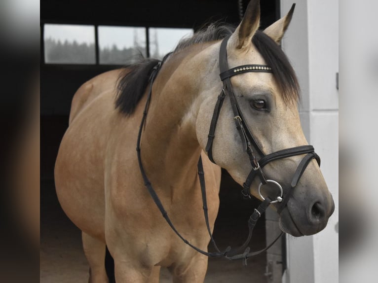Duitse rijpony Merrie 4 Jaar 148 cm Falbe in Osburg