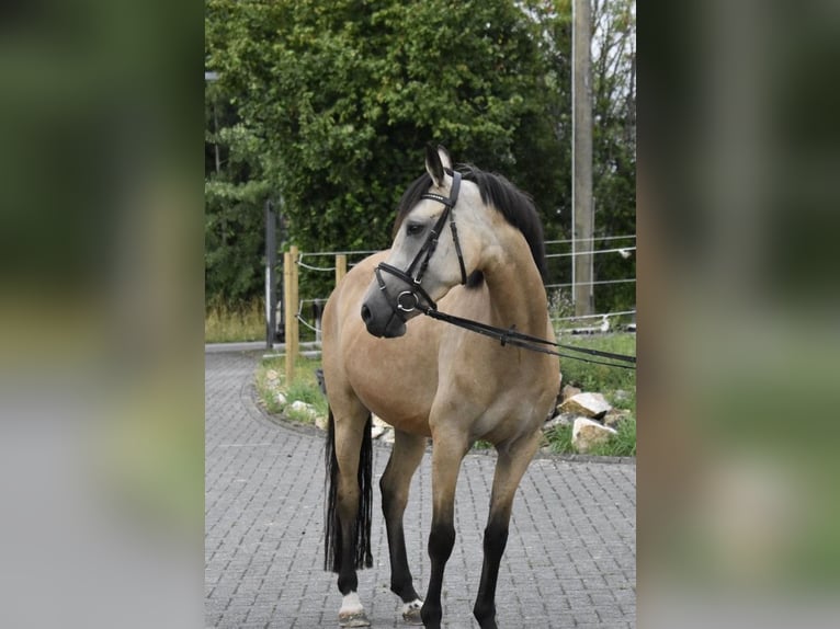 Duitse rijpony Merrie 4 Jaar 148 cm Falbe in Osburg