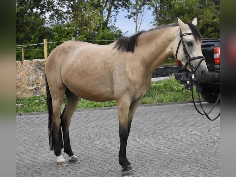 Duitse rijpony Merrie 4 Jaar 148 cm Falbe in Osburg