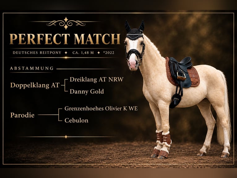 Duitse rijpony Merrie 4 Jaar 148 cm Palomino in Südliches Anhalt