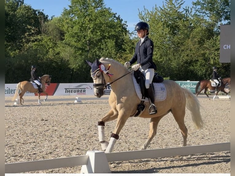 Duitse rijpony Merrie 4 Jaar 148 cm Palomino in Weilheim an der Teck
