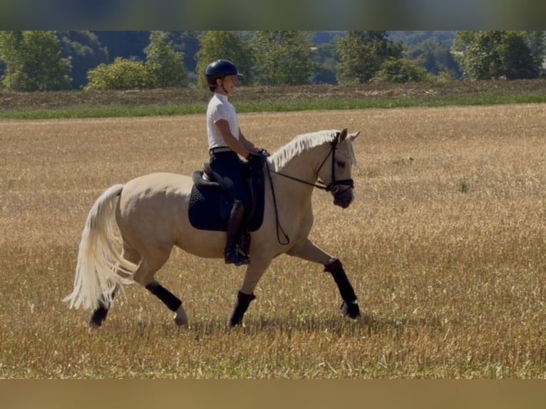 Duitse rijpony Merrie 4 Jaar 148 cm Palomino in Weilheim an der Teck