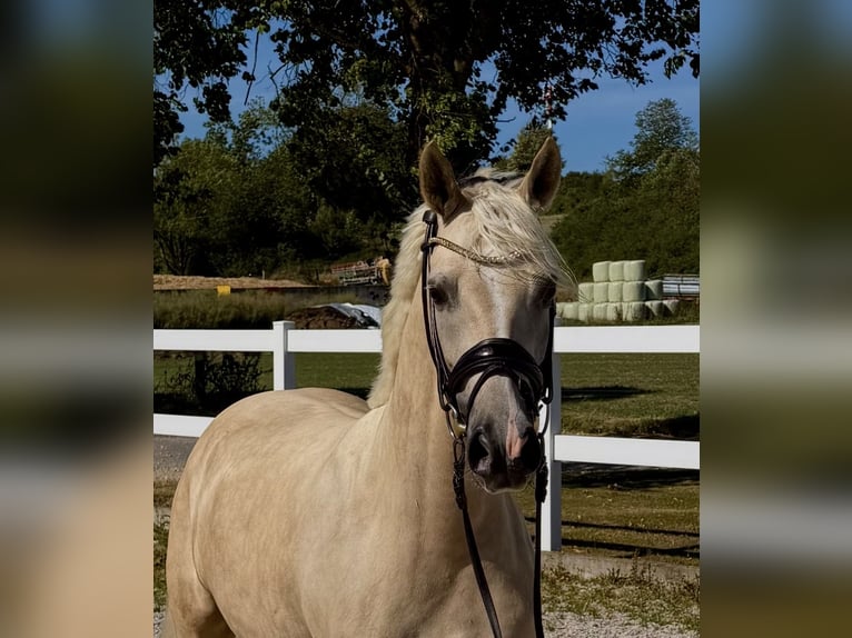 Duitse rijpony Merrie 4 Jaar 148 cm Palomino in Weilheim an der Teck