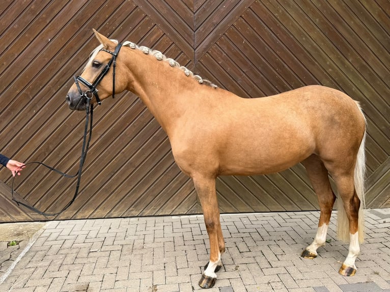 Duitse rijpony Merrie 4 Jaar 148 cm Palomino in Mettmann