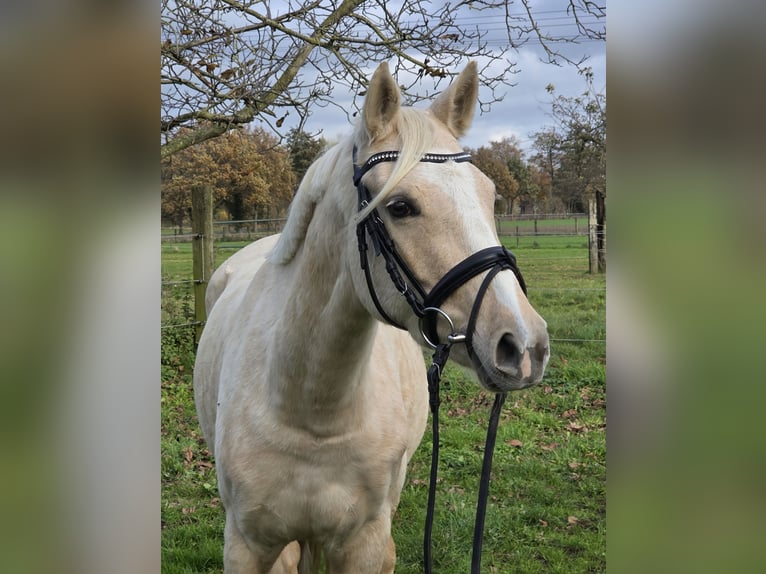 Duitse rijpony Merrie 4 Jaar 148 cm Palomino in Wachtendonk