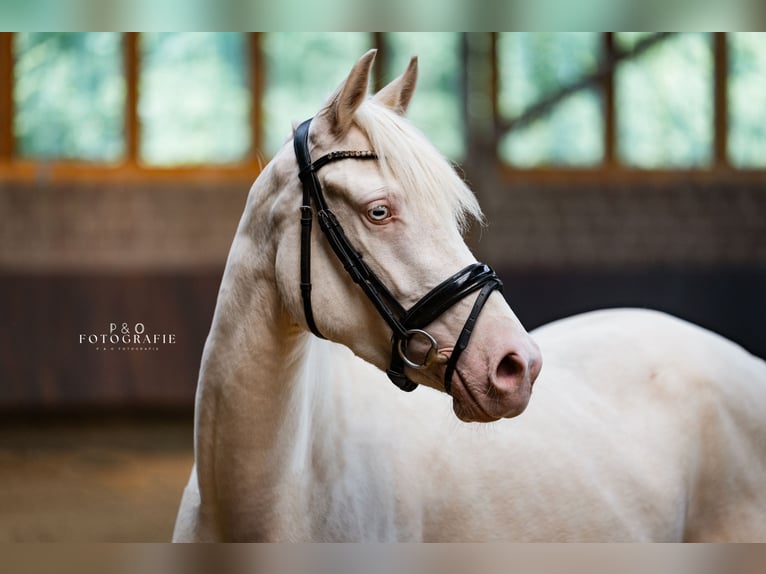 Duitse rijpony Merrie 4 Jaar 148 cm Perlino in Sendenhorst
