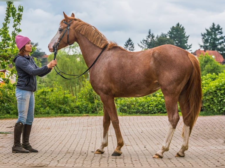 Duitse rijpony Merrie 4 Jaar 148 cm Roan-Red in Filderstadt