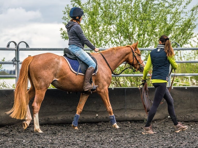 Duitse rijpony Merrie 4 Jaar 148 cm Roan-Red in Filderstadt