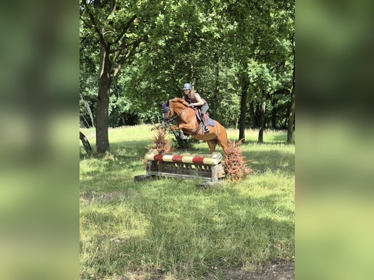 Duitse rijpony Merrie 4 Jaar 148 cm Vos in Dinslaken