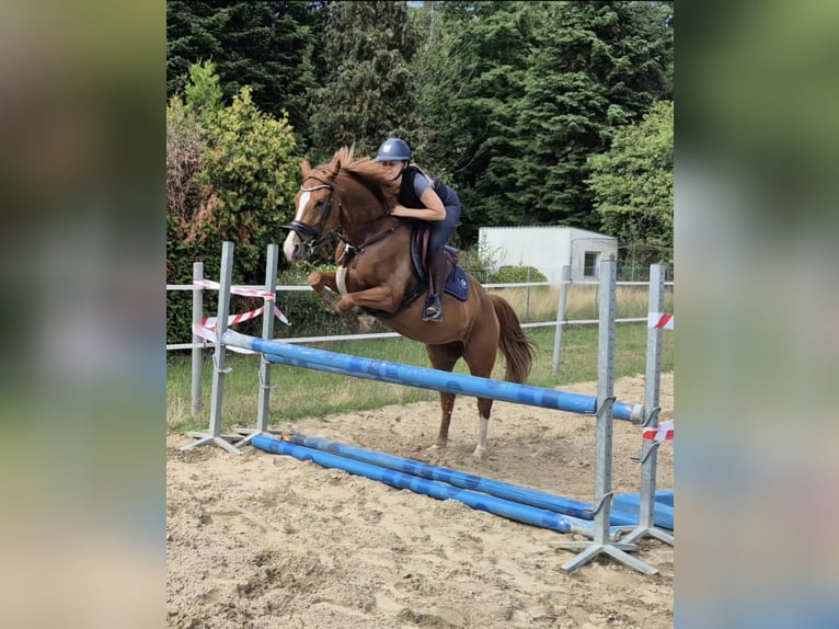 Duitse rijpony Merrie 4 Jaar 148 cm Vos in Dinslaken