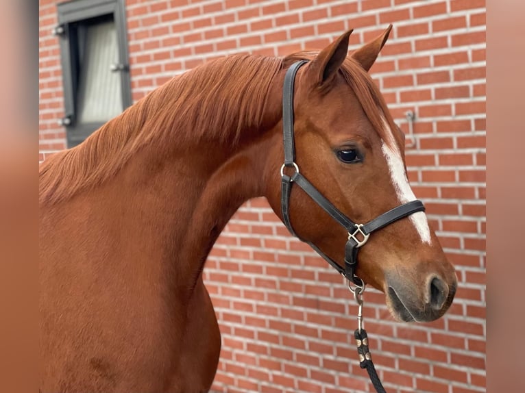 Duitse rijpony Merrie 4 Jaar 148 cm Vos in Zieuwent