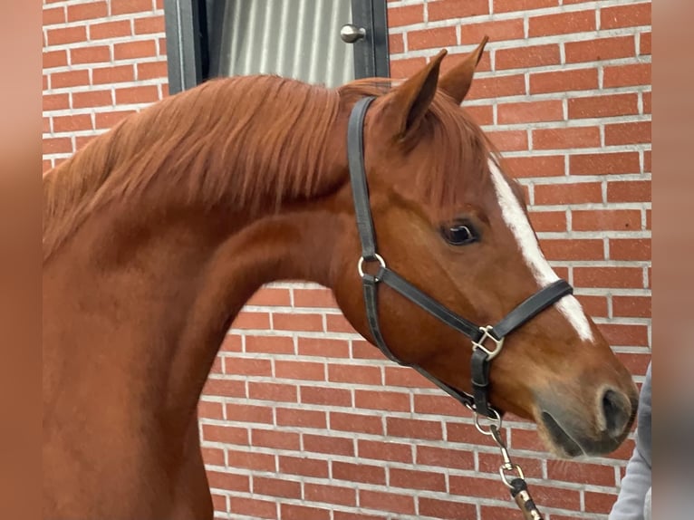 Duitse rijpony Merrie 4 Jaar 148 cm Vos in Zieuwent