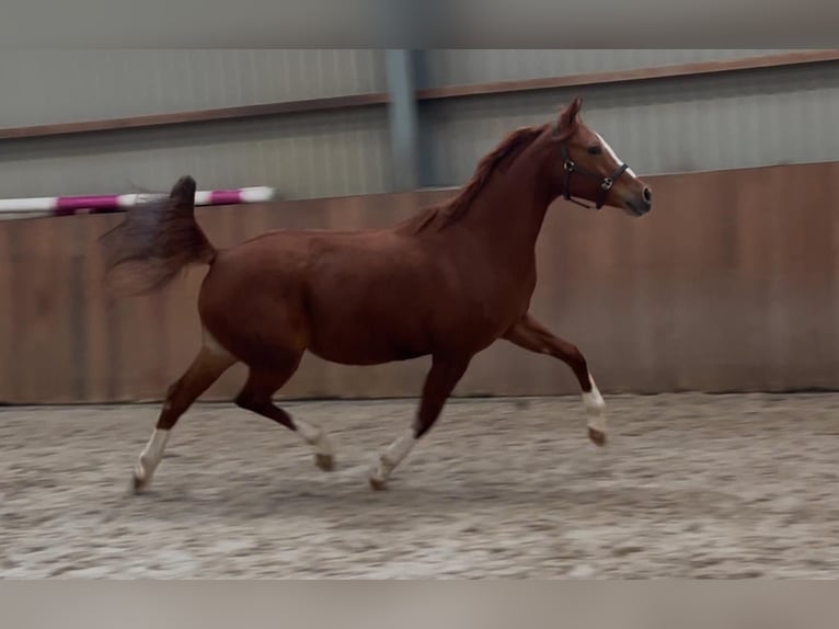 Duitse rijpony Merrie 4 Jaar 148 cm Vos in Zieuwent