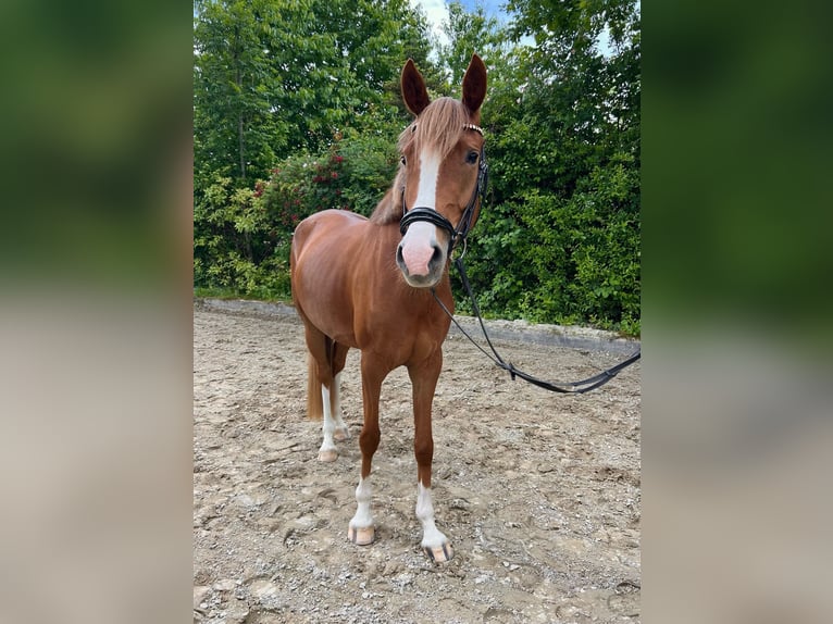 Duitse rijpony Merrie 4 Jaar 148 cm Vos in Ludwigsburg