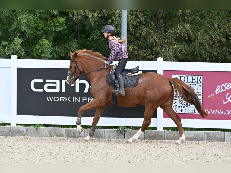 Duitse rijpony Merrie 4 Jaar 148 cm Vos in Schopfheim