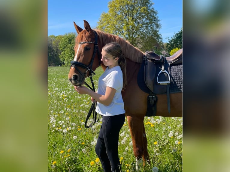 Duitse rijpony Merrie 4 Jaar 148 cm Vos in Rees