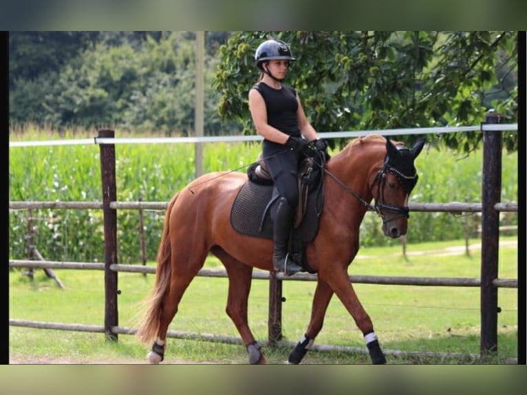 Duitse rijpony Merrie 4 Jaar 148 cm Vos in Rees