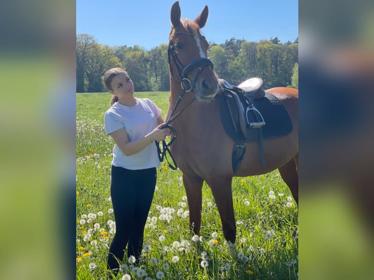 Duitse rijpony Merrie 4 Jaar 148 cm Vos in Rees