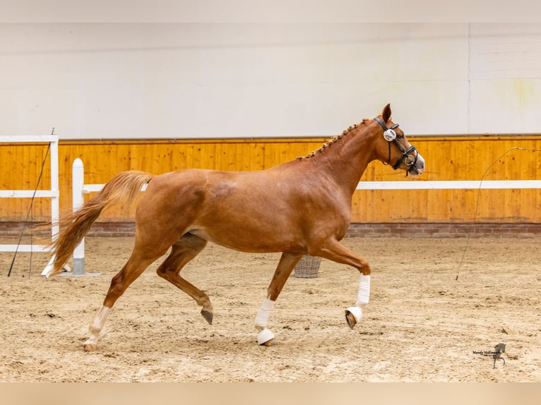 Duitse rijpony Merrie 4 Jaar 148 cm Vos in Neuenhaus