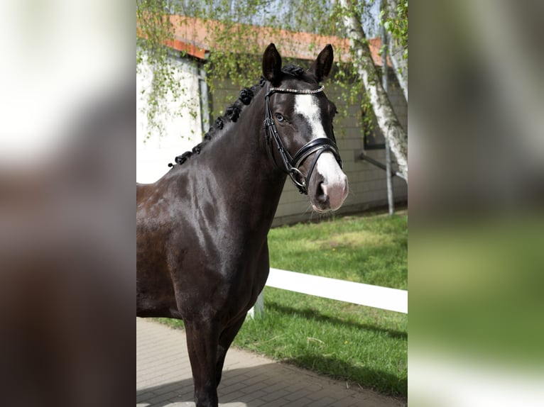 Duitse rijpony Merrie 4 Jaar 148 cm Zwart in Groß Kreutz