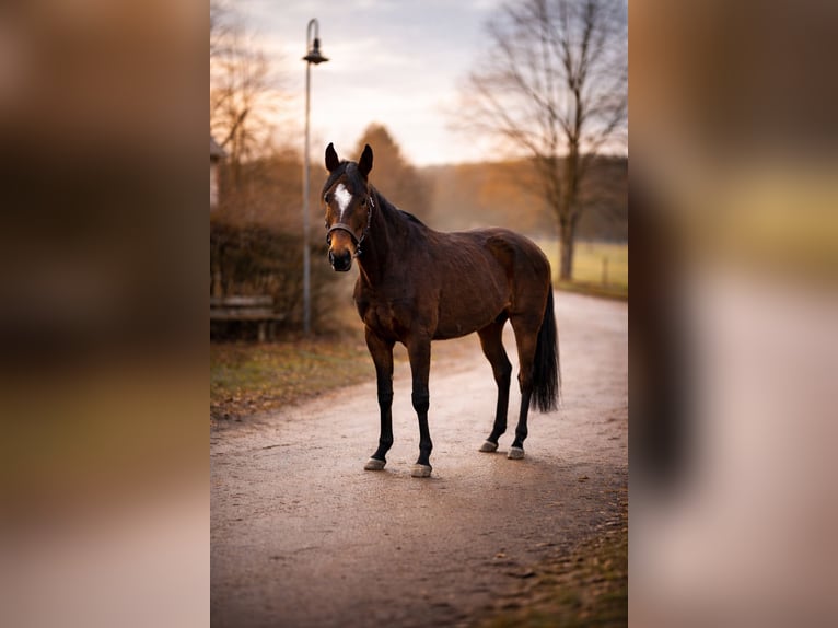 Duitse rijpony Merrie 4 Jaar 149 cm Bruin in Blankenheim