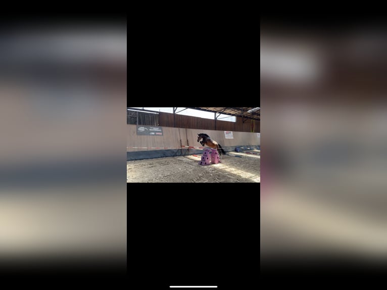 Duitse rijpony Merrie 4 Jaar 150 cm Bruin in Wegeleben