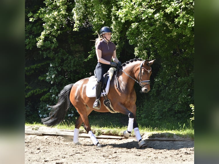 Duitse rijpony Merrie 4 Jaar 150 cm Bruin in Lürschau