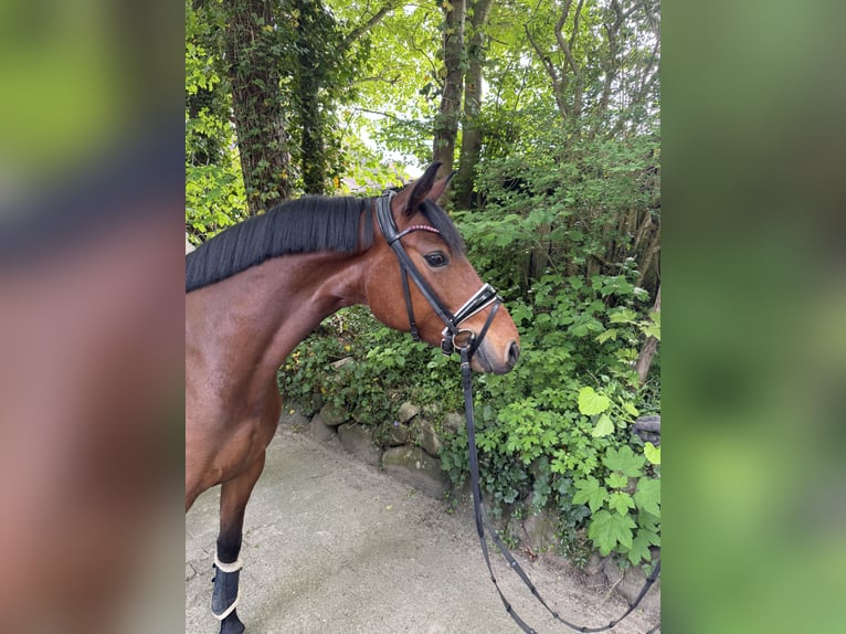 Duitse rijpony Merrie 4 Jaar 150 cm Bruin in Lürschau