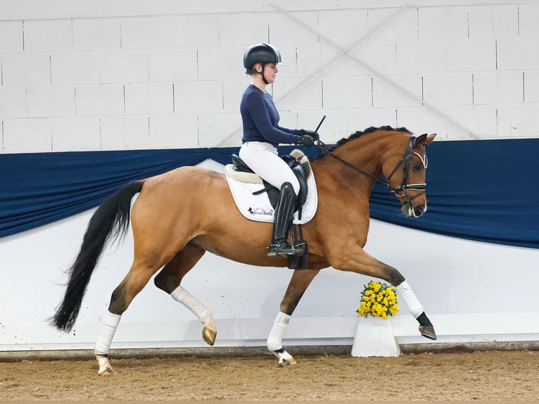 Duitse rijpony Merrie 4 Jaar 150 cm Bruin in Marsberg