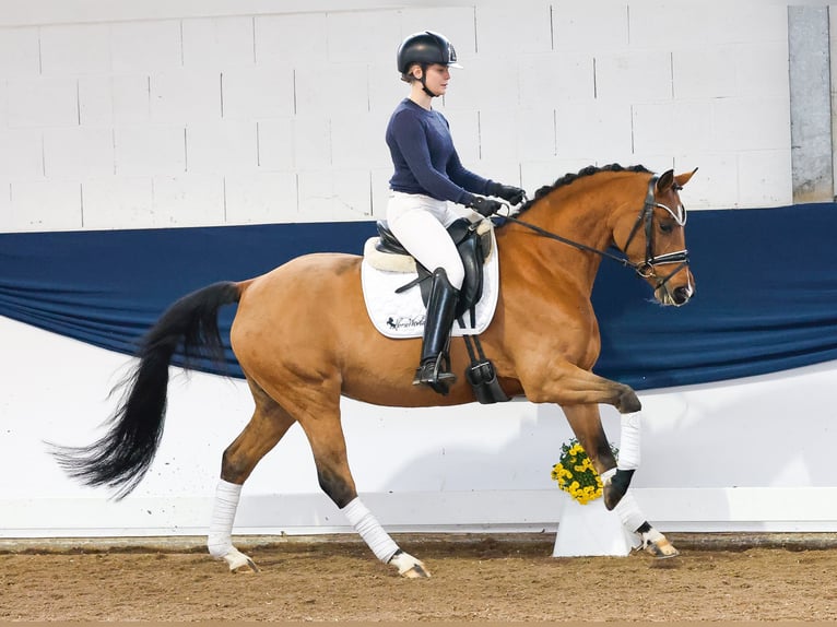 Duitse rijpony Merrie 4 Jaar 150 cm Bruin in Marsberg