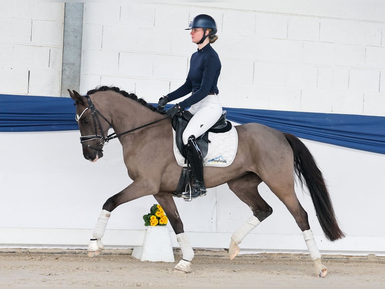 Duitse rijpony Merrie 4 Jaar 150 cm Zwart in Marsberg